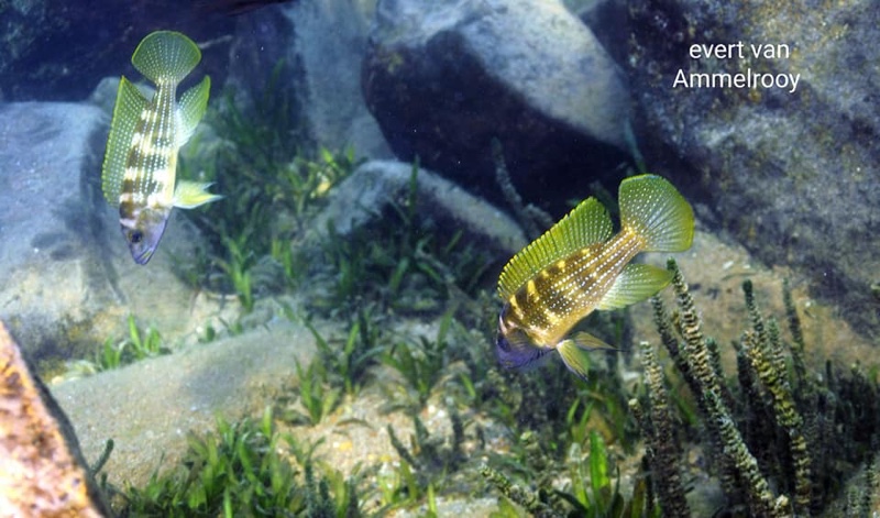 Neolamprologus tetracanthus 'Kala'